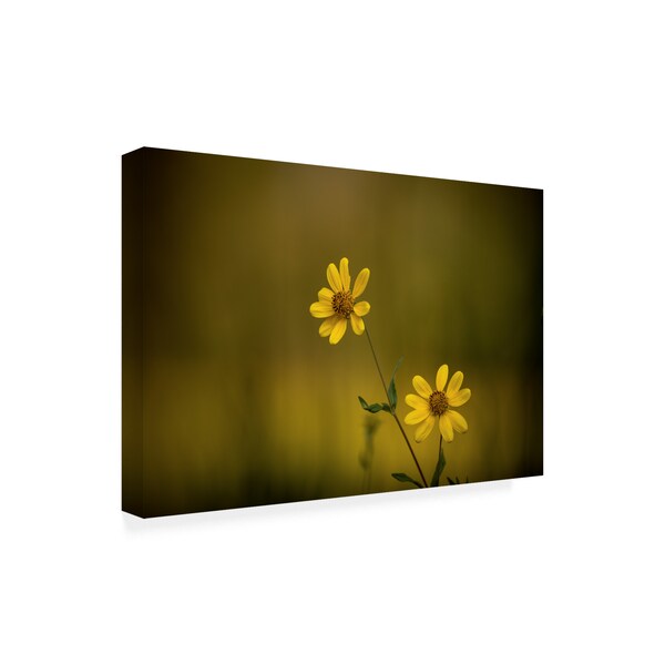 Dan Ballard 'Wildflowers Two Wild Flowers' Canvas Art,22x32